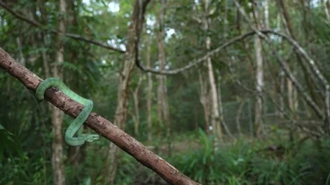 Green Pit Viper Draped Across Tree Branch Surrounded by Tropical Forest Stock Footage 346313225