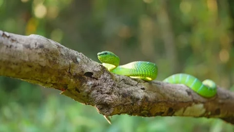 Green Pit Viper Extending Its Forked Tongue in Dense Borneo Rainforest, Bornean Stock Footage 346313031