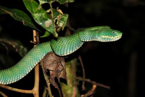 Green pit viper Stock Photos