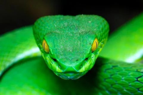 Green Pit Viper Stock Photos