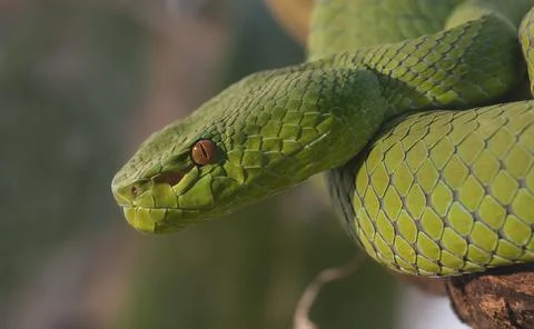 Green Pit Viper Foto stock