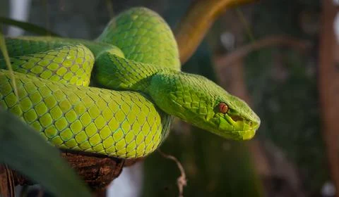 Green Pit Viper Stock Photos