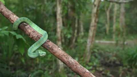 Green Pit Viper Resting on Branch Against Lush Tropical Forest Background Stock Footage 346313230