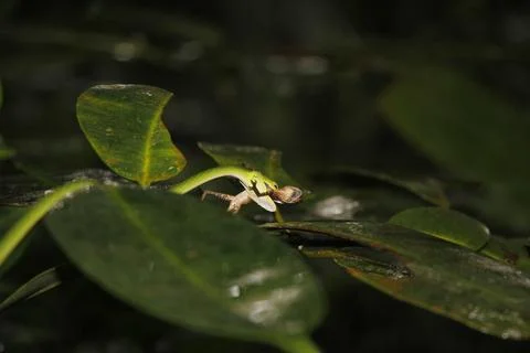 Green pit vipers snake on tree and Hunt the Chameleon in sri lanka Stock Photos