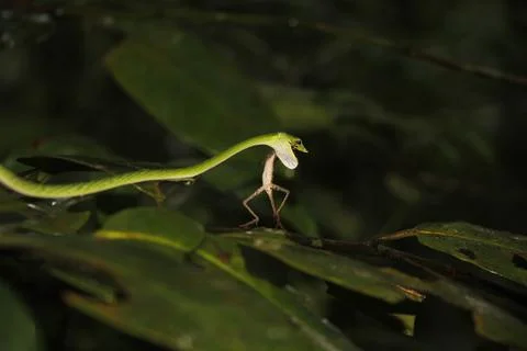Green pit vipers snake on tree and Hunt the Chameleon in sri lanka Stock Photos