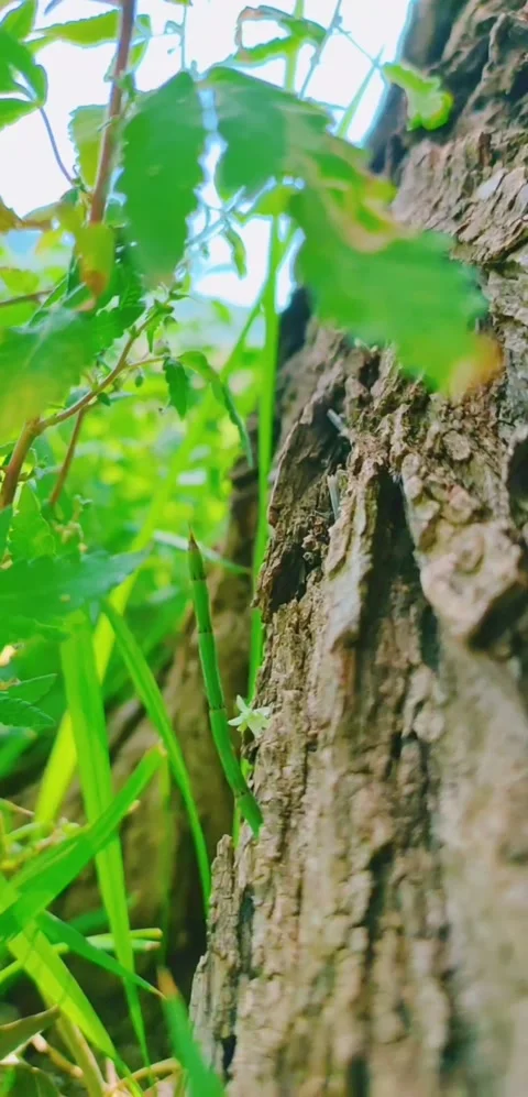 Green place Stock Footage 166677312