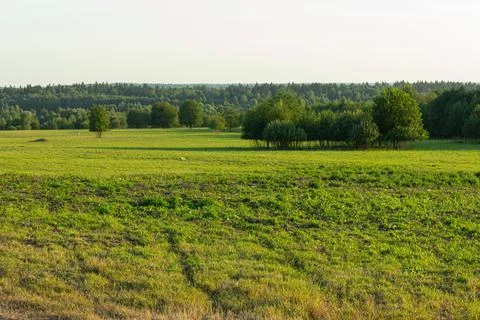 Green Plain View Trees Forest Grass Leaves Nature Stock Photos