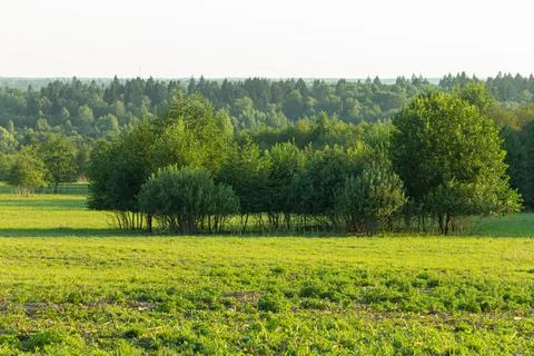 Green Plain View Trees Forest Grass Leaves Nature Stock Photos