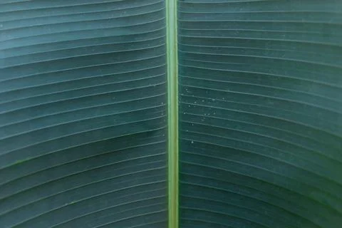 Green plam leaf texture, macro and extreme closeup Stock Photos