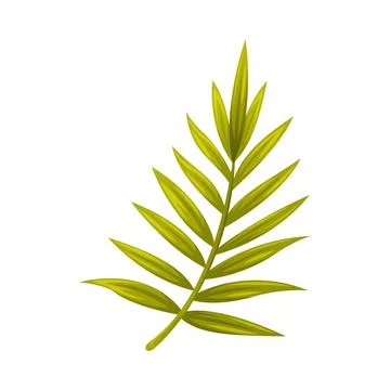 Green Plam Tree Leaf with Leaf on Stem Vector Illustration Stock-Illustration