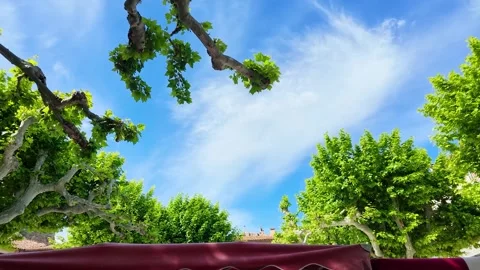 Green Plane Tree Leaves Against a Bright Blue Summer Sky in Cassis Stock Footage 334920872