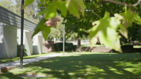 Green plane tree leaves and seed balls sway gently in sunlight, with shallow Stock Footage 337630550