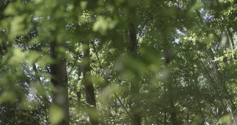 Green Plane Trees As Breeze Moves Their Leaves Stock Footage 137619740