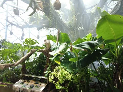 Green Planet Artificial Amazon Rain forest - Interior Stock Photos