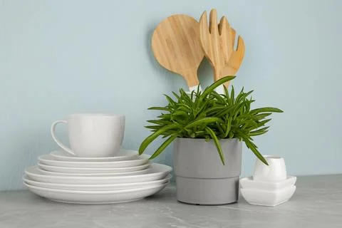 Green plant and different kitchenware on table near color wall. Modern interi Stock Photos