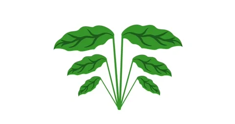 Green plant animation. Stock Footage 337830647