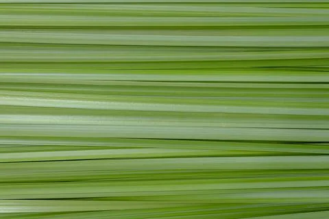 Green plant background. deer lined Stock Photos