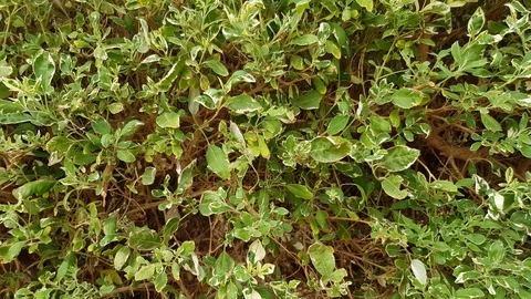 Green plant background Stock Footage 113697609