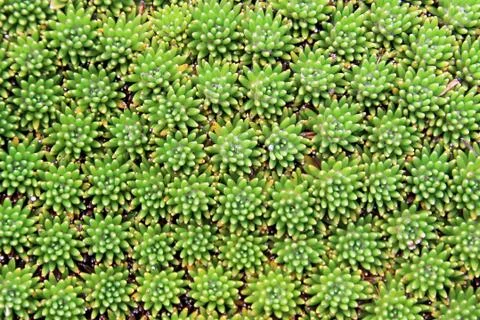 Green plant background pattern, texture Stock Photos