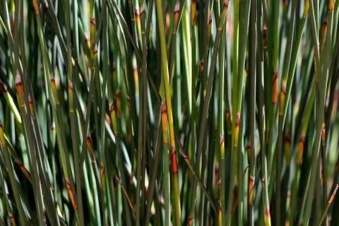 Green plant background Foto stock