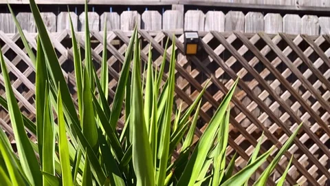 Green plant, backyard pool, poolside greenery, outdoor plant Stock Footage 291743684