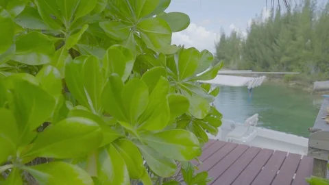 A green plant on a beach 動画素材 112258712