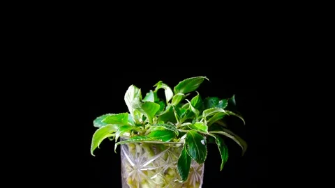 Green Plant on a black background Stock Footage 69886132