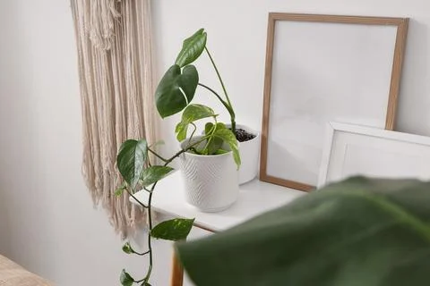 Green plant with blank frames on table in light room Stock Photos