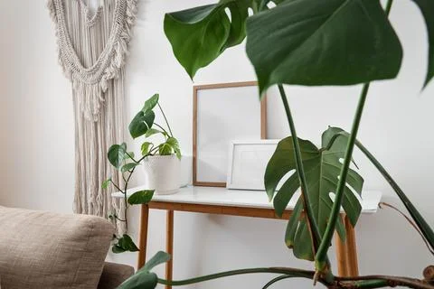Green plant with blank frames on table in light room Stock Photos