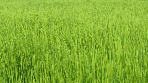 Green plant blowing on the wind Stock Footage 104593707
