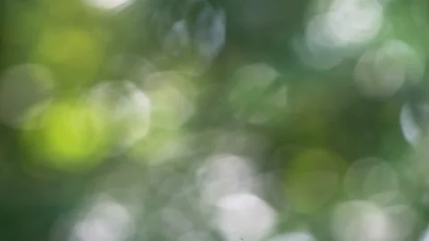 Green plant blur background Stock Footage 196680951