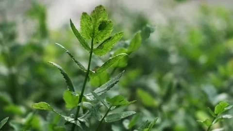 Green Plant with Blurred Background Video stock 303703934