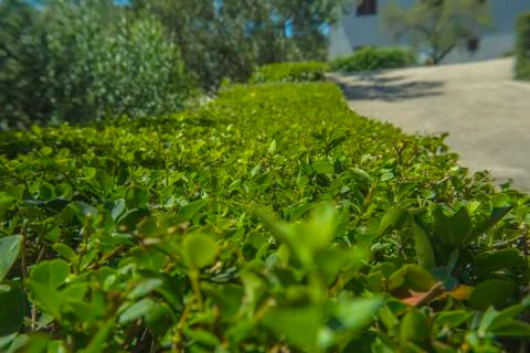 Green plant border flat cutted Buxus sempervirens Stock Photos