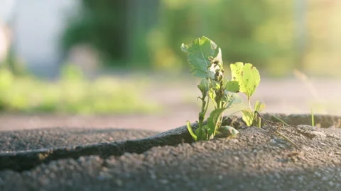 Green Plant Breaking Through Cracked Asphalt Road | Resilience and New Life Grow Stock-Footage 337006260