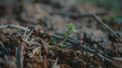 Green plant budding from a spring soil Stock Photos