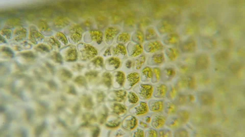 Green Plant Cells Under Microscope. Chloroplasts in Plant Cells. Chloroplast Stock Footage