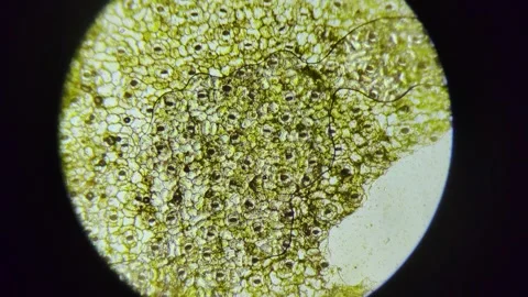 Green Plant Cells Under Microscope. Chloroplasts in Plant Cells. Stock Footage 292303190