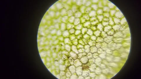Green Plant Cells Under Microscope. Chloroplasts in Plant Cells. Stock Footage 292868763