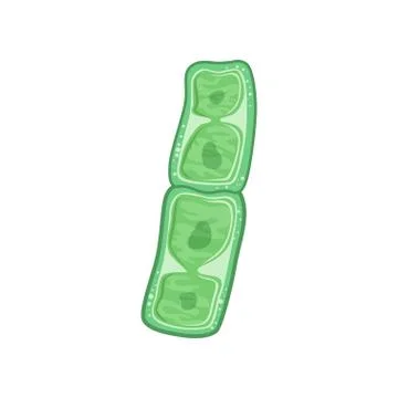 Green plant cells under microscope. Biology concept. Icon in flat style. Flat Stock Illustration