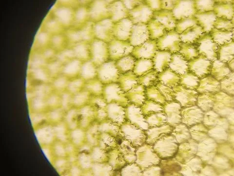 Green Plant Cells Under Microscope. Chloroplasts in Plant Cells. Stock Photos