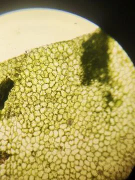 Green Plant Cells Under Microscope. Chloroplasts in Plant Cells. Stock Photos