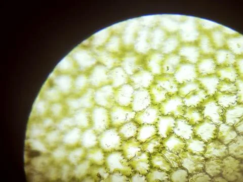 Green Plant Cells Under Microscope. Chloroplasts in Plant Cells. Stock Photos