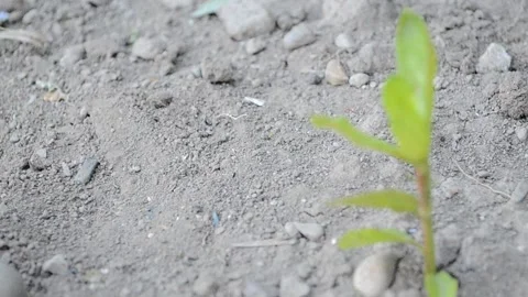 Green plant close-up Stock Footage 96703523