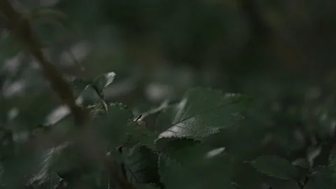 Green plant close up Video stock 218125152