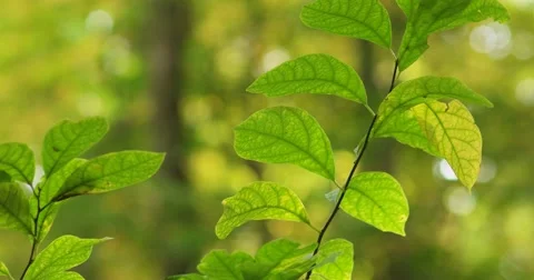 Green Plant Up Close in Forest, static shot 库存影片 66910216