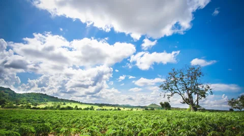 Green plant with cloudy sky Stock Footage 38311747