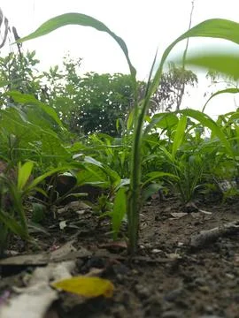The green plant of corn Stock Photos