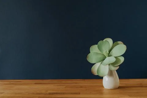 Green plant decoration on empty background with copy space Stock Photos