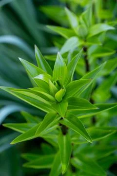 Green plant developing new leaves in spring growth Stock Photos