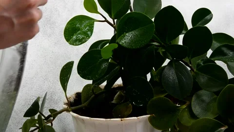 Green plant eco theme Stock Footage 155576931